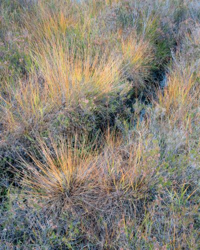 Moorland Grasses
