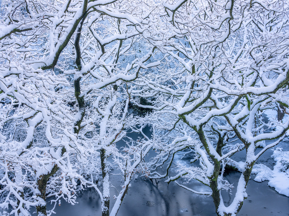 Snow Clad Woodland